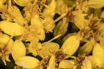 Woody goldenrod